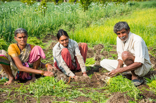 Preview: Indian farmer with family working in onion field, India.