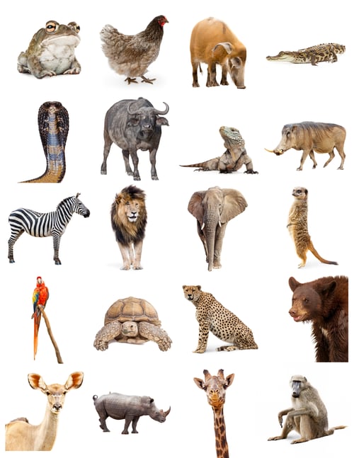 Preview: Collection of Different Zoo Animals