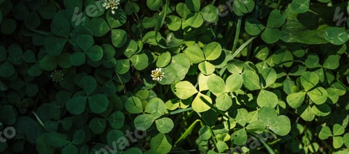 Vista previa: Background from a field of clover with white flowers