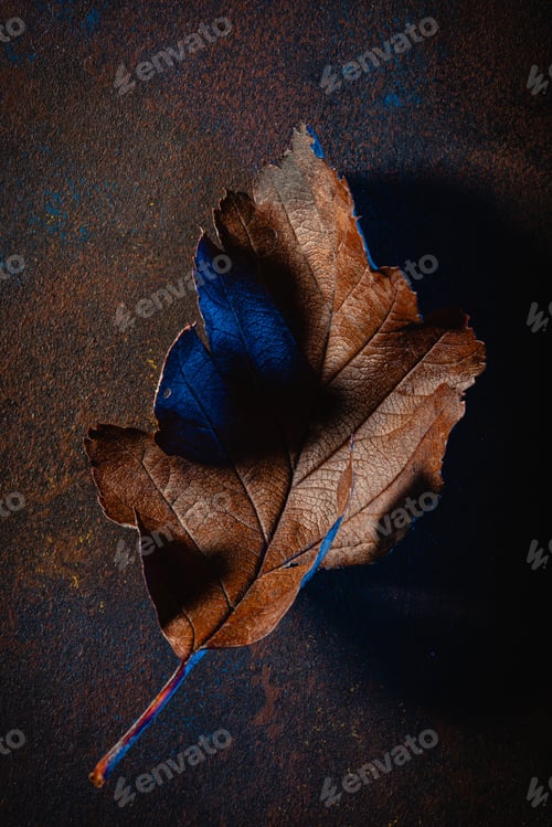 Preview: dark moody faded brown and blue autumn leaf background, fall decay