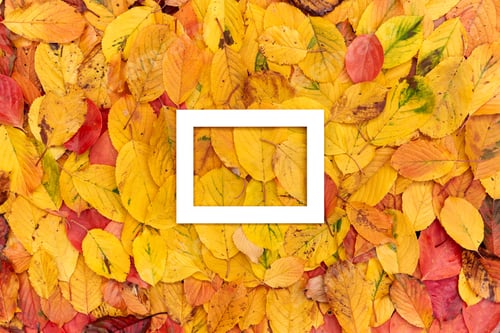 Preview: Thick white rectangular horizontal hollow frame on yellow autumn leaves