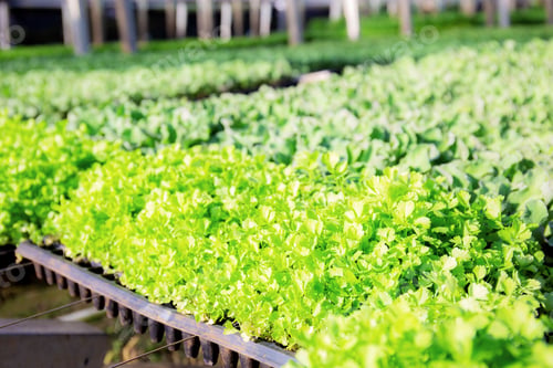 Preview: Seedling of organic vegetables on trays
