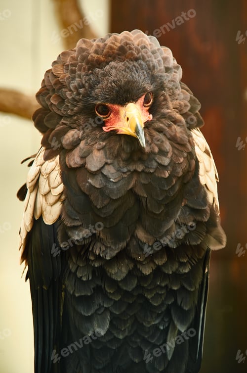 Vista previa: Young Bateleur eagle in captivity in Ireland, aillweecave tourist destination.