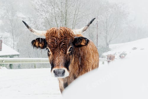 Preview: cow in a snowy road