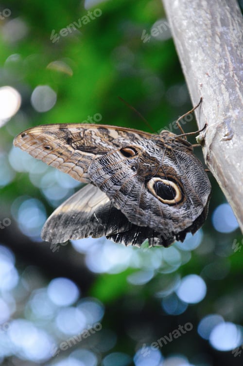 Preview: Closeup of a butterfly on bokeh background