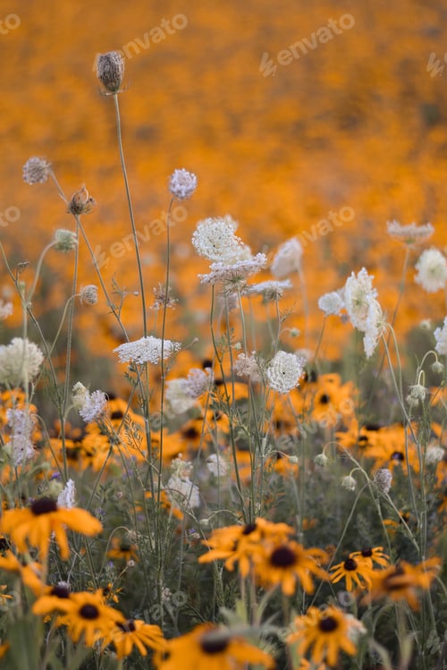 Preview: A field of wildflowers with white Queen Ann’s Lace and yellow rudbeckia flowers