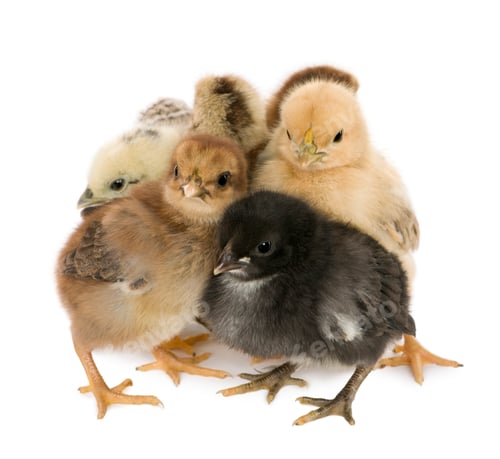 Preview: Four chicks in front of white background