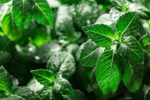 Preview: Rama Tulsi, the Indian Holy Basil, selective focus. Ocimum sanctum plant, ayurvedic herb
