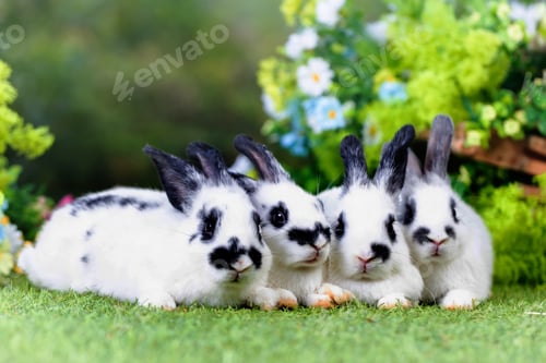 Preview: bunny Easter fluffy baby rabbit or new born rabbit.