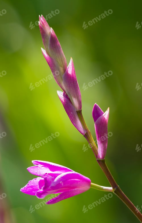 Preview: Colorful orchid flowers