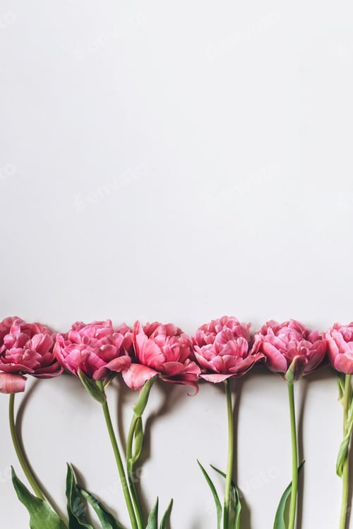 Preview: Beautiful Pink Tulips on a White Background