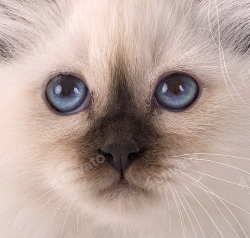 Preview: birman kitten in studio