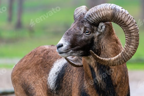 Preview: Closeup of a male European mouflon, Ovis aries musimon.