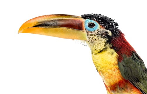 Preview: Close-up of a Curl-crested aracari, isolated on white