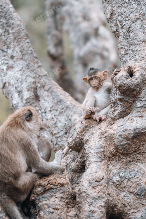 Preview: Macaque monkeys and baby monkey in Phetchaburi Thailand Asia