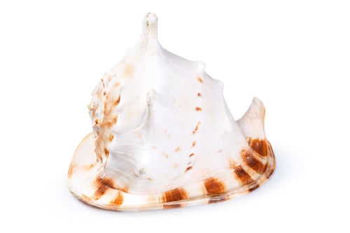 Preview: Colorful sea shell resting on a white background ready for display