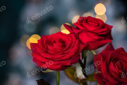 Preview: red rose for Valentine background