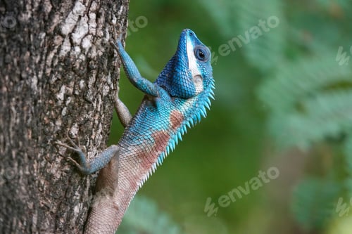 Preview: Indo-Chinese forest lizard on a tree trunk, Calotes mystaceus.
