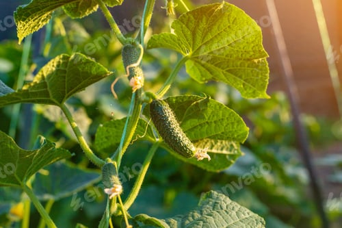 Preview: Cucumbers growing in the garden. Selective focus.