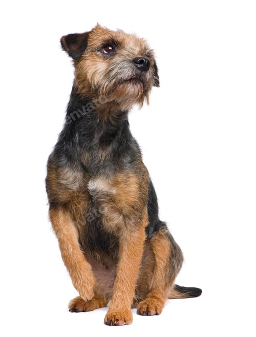 Preview: Border terrier
