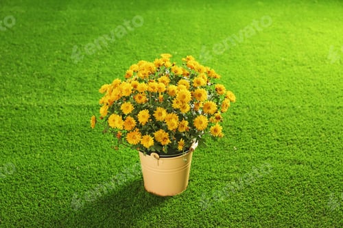 Preview: Beautiful chrysanthemum flowers in small bucket on artificial lawn