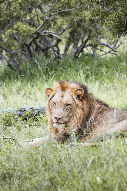 Preview: Lion in the Kruger National safari park in South Africa