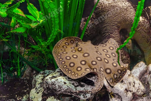 Preview: Brown Spotted Potamotrygon Motoro, Stingray Motoro Floating In An Aquarium On Sandy Bottom