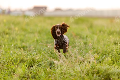 Preview: Russian brown spaniel sitting in green grass in a poppy field