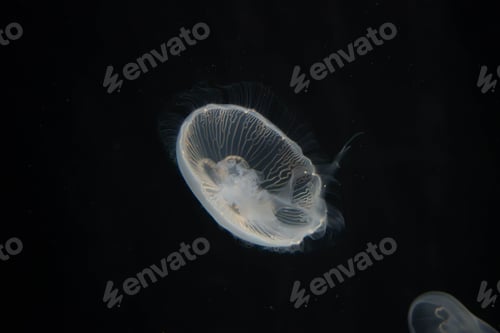 Preview: Of a translucent jellyfish gracefully floating in dark water