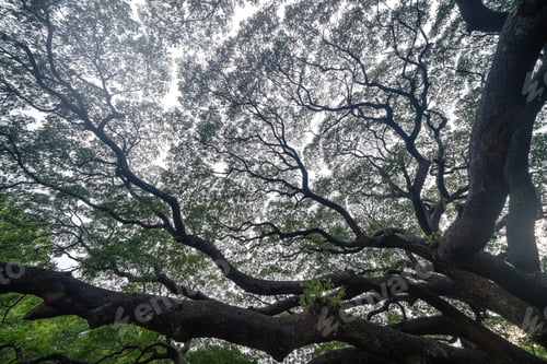 Preview: Green trees in national park garden in summer season. Nature landscape background.