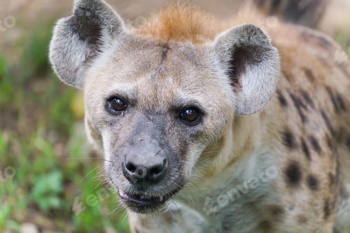 Preview: spotted hyena at zoo