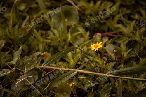 Preview: Plants