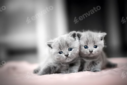 Preview: Two cute kittens cuddle each other. British Shorthair