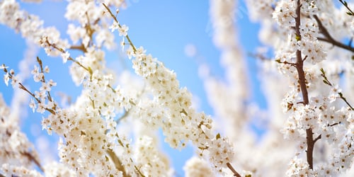 Preview: White plum blossom on blue sky background, beautiful white flowers of prunus tree in city garden