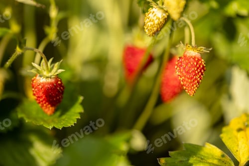 Preview: Close-up of ripe berries of garden strawberries