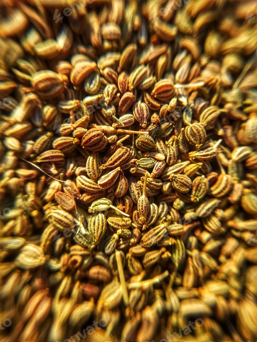 Preview: Ajwain, Carom seed, Bishop's weed.