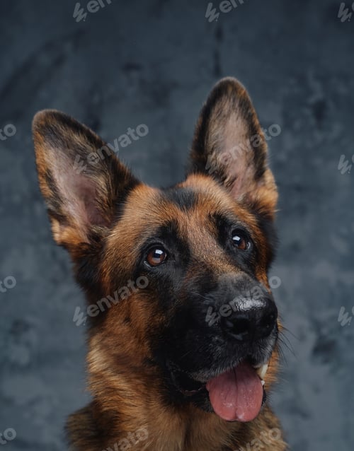 Preview: Headshot of cheerful german shepherd with brown fur