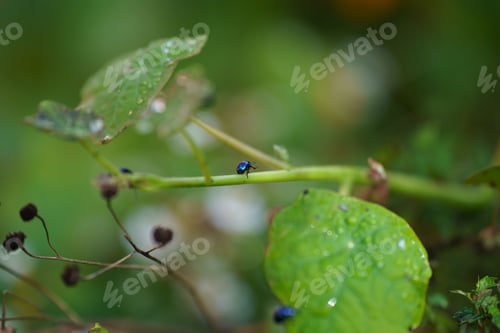Preview: Closeup of big green leaves with a little bug on it in a garden