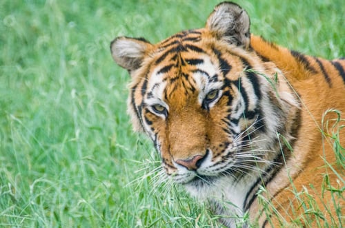 Preview: Close-up of a tiger in the green grass