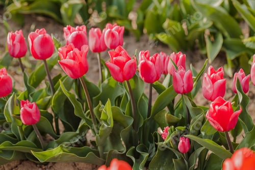 Preview: tulips field agriculture holland