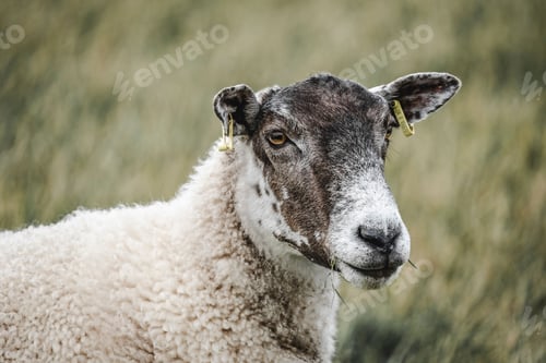Preview: Close-up of a sheep with ear tags in a grassy field.