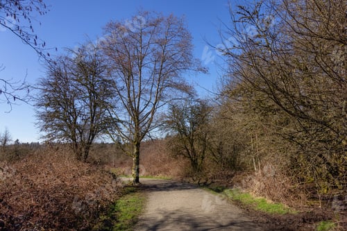 Preview: Scenic Trail in a city park with green trees during sunny winter day