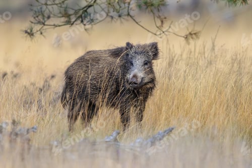 Preview: Wild boar in natural habitat on Veluwe