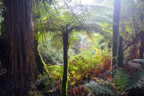 New Zealand forest