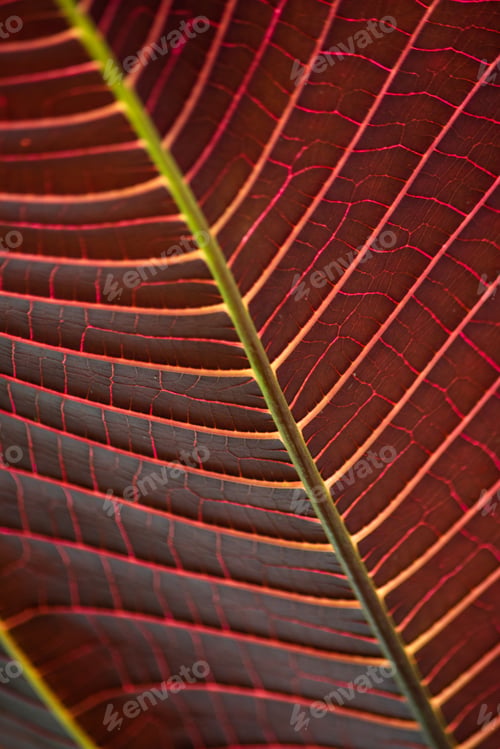 Preview: Close up shot of a large red and burgundy colored leaf with veins showing