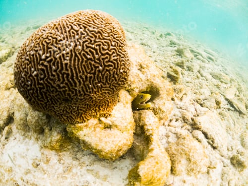 Preview: corals and tropical fish underwater sea life