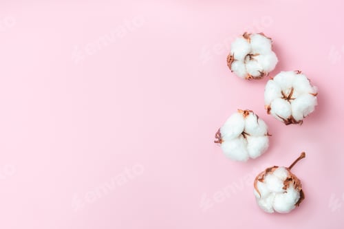 Preview: Flowers composition. Cotton flowers on pastel pink background. Flat lay, top view.