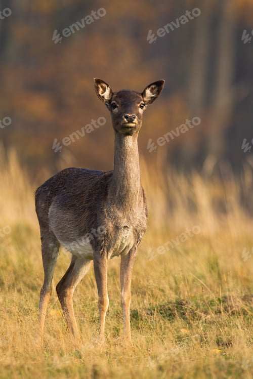 Preview: Fallow deer doe standing on dry field in autumn nature