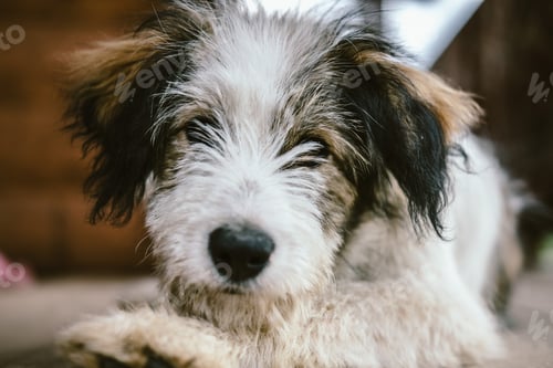 Visualização: Portrait of a domestic dog in the country