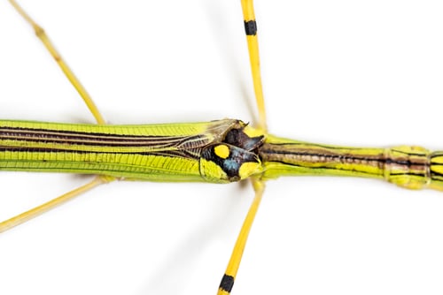 Preview: Yellow Flying Stick, Necroscia annulipes, phasma, in front of white background